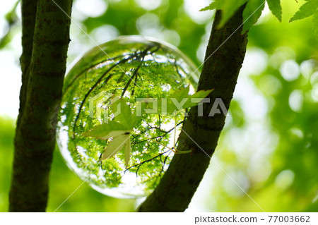 Lens ball 4 on a branch of a refreshing blue maple Lens ball 4 on a branch of a refreshing blue maple 77003662
