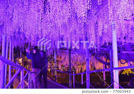 西大田神社的紫藤 77003943