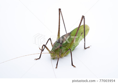 Photograph of a male, green individual of Mecopoda nippon on a white background Photograph of a male, green individual of Mecopoda nippon on a white background 77003954