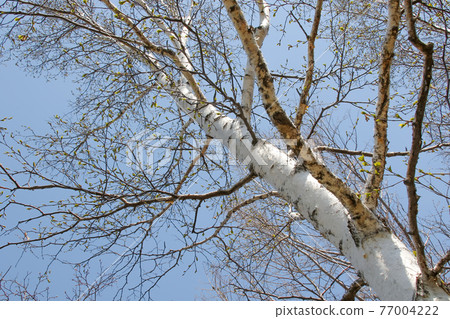 Birch, Shirakaba, Hokkaido, Sapporo, Nature, Plants, Birch, Trees, Pollen, Birch pollen Birch, Shirakaba, Hokkaido, Sapporo, Nature, Plants, Birch, Trees, Pollen, Birch pollen 77004222