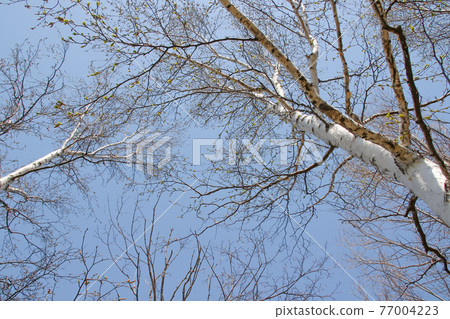 Birch, Shirakaba, Hokkaido, Sapporo, Nature, Plants, Birch, Trees, Pollen, Birch pollen Birch, Shirakaba, Hokkaido, Sapporo, Nature, Plants, Birch, Trees, Pollen, Birch pollen 77004223