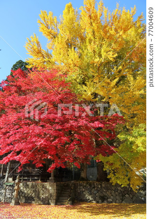 Tokuyama寺廟秋葉 Tokuyama寺廟秋葉 77004609