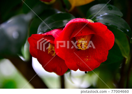 茶花 77004660
