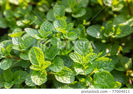 Mint leaves plant grow in organic vegetable garden 77004811