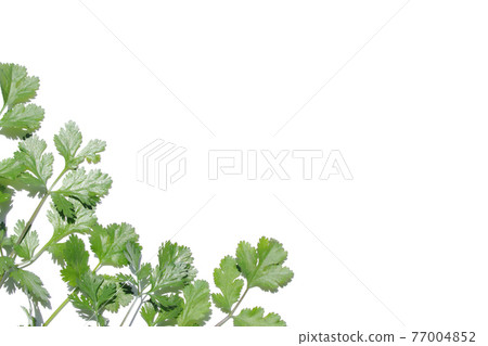 新鮮的香菜白色背景框架 新鮮的香菜白色背景框架 77004852