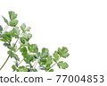 Fresh coriander white background frame 77004853