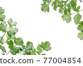 Fresh coriander white background frame 77004854