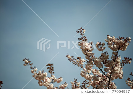Temple scenery, spring scenery 77004957