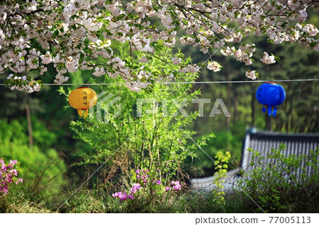 寶天寧誕辰、寺廟風景 77005113