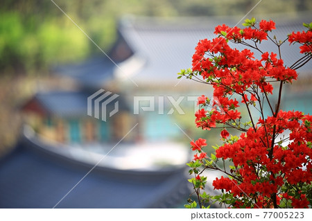 春天寺廟風景，佛誕 77005223