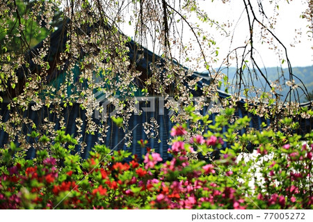 春天寺廟風景，佛誕 77005272