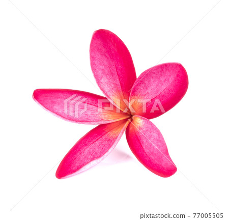 frangipani flower isolated on the white background. 77005505
