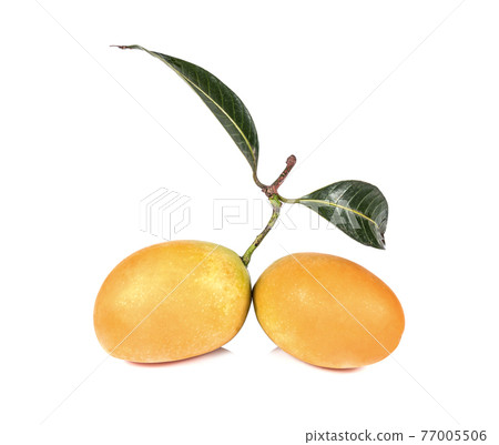 Sweet Marian plum thai fruit isolated on white background 77005506