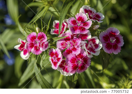 Beard Dianthus (Sweet William) 77005732
