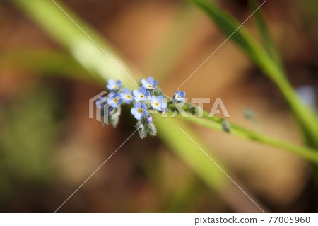 開花在路旁的小藍花Trigonotis花梗 77005960