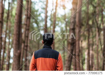 Happy traveler man standing and looking Pine tree forest, solo tourist in orange sweater traveling at Pang Oung, Mae Hong Son, Thailand. travel, trip and vacation concept Happy traveler man standing and looking Pine tree forest, solo tourist in orange sweater traveling at Pang Oung, Mae Hong Son, Thailand. travel, trip and vacation concept 77006175