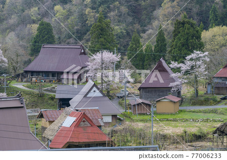 京都瀨谷高原(春季) 京都瀨谷高原(春季) 77006233