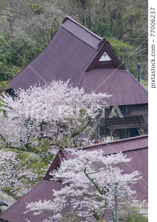 京都瀨谷高原(春季) 京都瀨谷高原(春季) 77006237