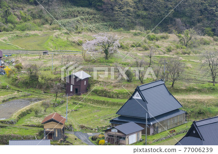 Kyoto Seya Kogen (Spring) 77006239