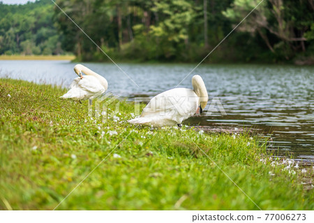 white swans near river and forest, scenic of Pang Oung lake, Mae Hong Son, Thailand. travel and vacation concept white swans near river and forest, scenic of Pang Oung lake, Mae Hong Son, Thailand. travel and vacation concept 77006273