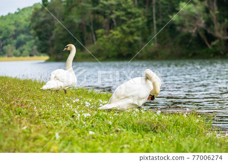 white swans near river and forest, scenic of Pang Oung lake, Mae Hong Son, Thailand. travel and vacation concept white swans near river and forest, scenic of Pang Oung lake, Mae Hong Son, Thailand. travel and vacation concept 77006274
