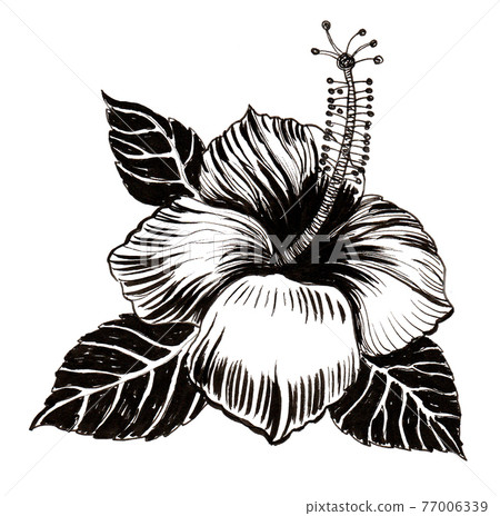 Blossoming hibiscus flower. Ink drawing Blossoming hibiscus flower. Ink drawing 77006339