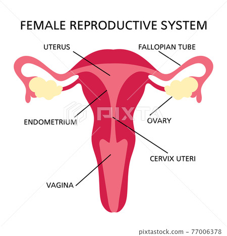 REPRODUCTIVE SYSTEM Women Diagram For Medical Education Human Organs Structure Hand Drawn Flat Style With Text Vector Illustration Set 77006378