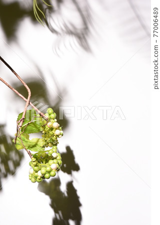 Botanical background 77006489