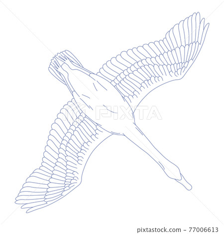 88星座系列C-白底星座圖片-天鵝座 88星座系列C-白底星座圖片-天鵝座 77006613