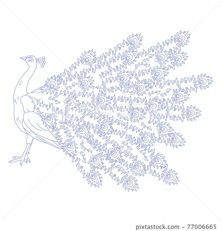 88星座系列C-星座圖片僅白底-Pavo 77006665