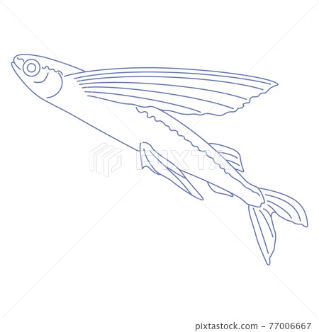 88星座系列C-星座圖白底-Volans 77006667