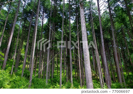 Hinoki cypress forest in Kiso 77006697