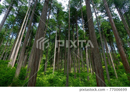 Hinoki cypress forest in Kiso 77006699