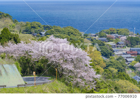 Kyoto Ine Town Nii (Spring) Kyoto Ine Town Nii (Spring) 77006910