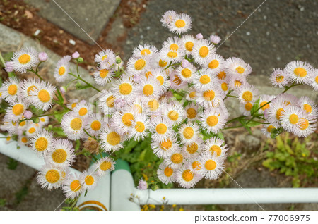 Halzion blooming on the roadside Halzion blooming on the roadside 77006975