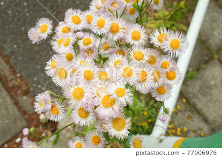 Halzion blooming on the roadside Halzion blooming on the roadside 77006976