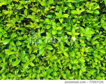 冬青的嫩葉 冬青的嫩葉 77007136