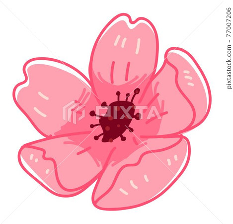 Sakura blossom, flourishing pink flora vector Sakura blossom, flourishing pink flora vector 77007206