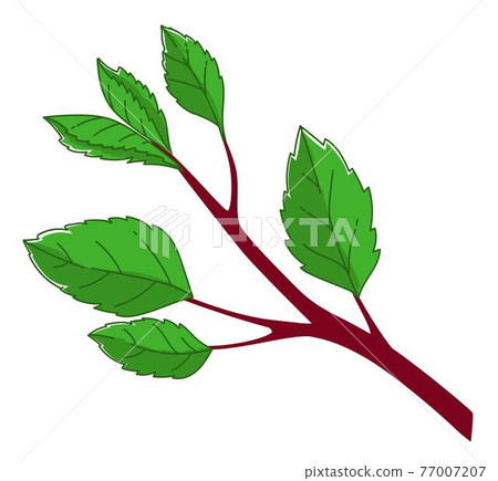 Branch with leaves and foliage, spring shrubs Branch with leaves and foliage, spring shrubs 77007207