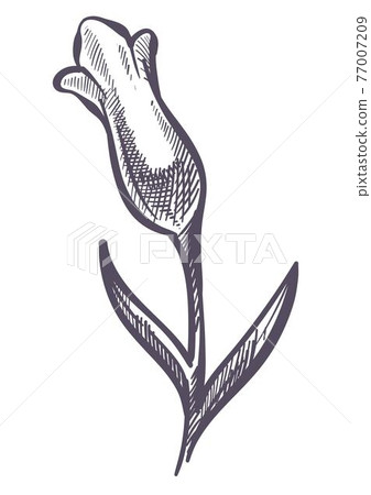 Lavender flower blossom, tropical flora sketch Lavender flower blossom, tropical flora sketch 77007209