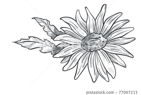 Camomile flower in blossom, monochrome sketch 77007215
