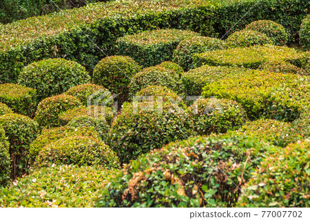 Neatly trimmed bushes in the summer or autumn park. 77007702