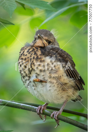 A fieldfare chick, Turdus pilaris, has left the nest and is sitting on a branch. A chick of fieldfare sitting and waiting for a parent on a branch. A fieldfare chick, Turdus pilaris, has left the nest and is sitting on a branch. A chick of fieldfare sitting and waiting for a parent on a branch. 77007750
