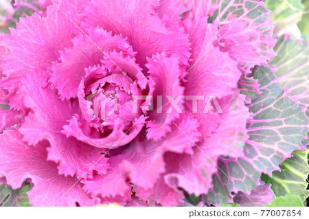 從冬天到春天都能欣賞到的美麗大花羽衣甘藍 77007854