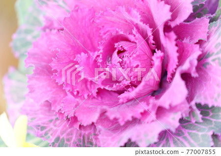 A beautiful large-flowered kale that you can appreciate from winter to spring 77007855