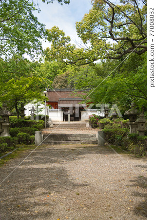 Tsuboi Hachimangu [Tsuboi, Habikino City, Osaka Prefecture] 77008032