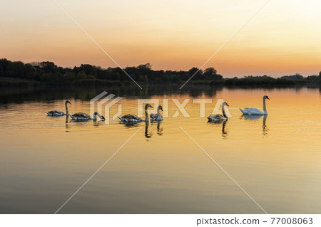 Swans on the lake in nature at beautiful sunset Swans on the lake in nature at beautiful sunset 77008063