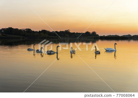 Swans on the lake in nature at beautiful sunset Swans on the lake in nature at beautiful sunset 77008064