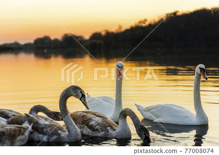 Swans on the lake in nature at beautiful sunset Swans on the lake in nature at beautiful sunset 77008074