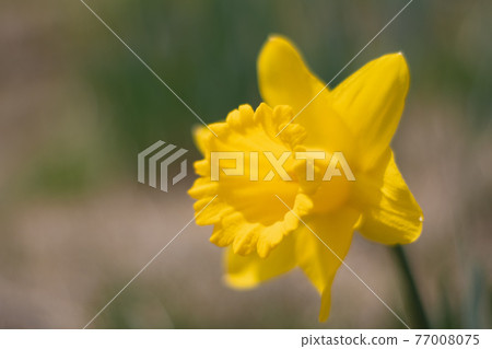 Yellow daffodil flowers blooming on the slope Yellow daffodil flowers blooming on the slope 77008075